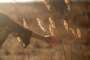 Veld oogsten graan yield spaarvarkens.be