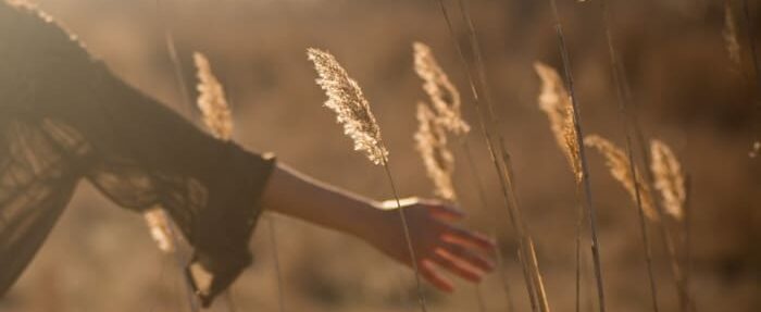 Veld oogsten graan yield spaarvarkens.be