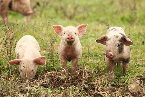 3 varkens beleggingsclub spaarvarkens.be