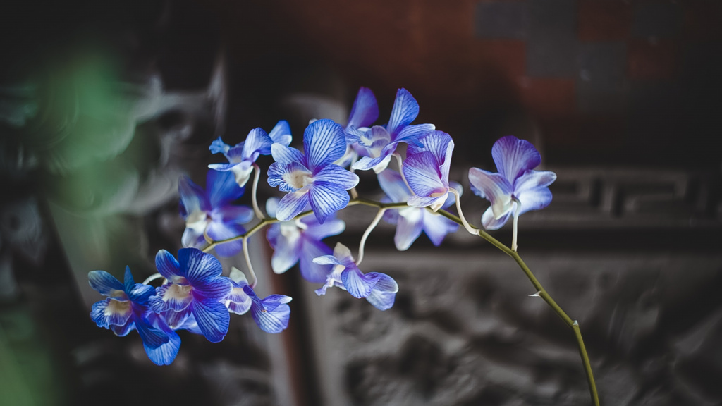 bloeiende orchidee