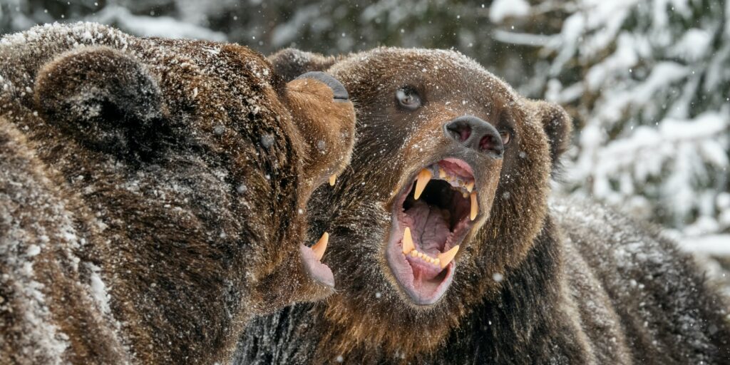 Close-up two angry brown bear fight in winter forest