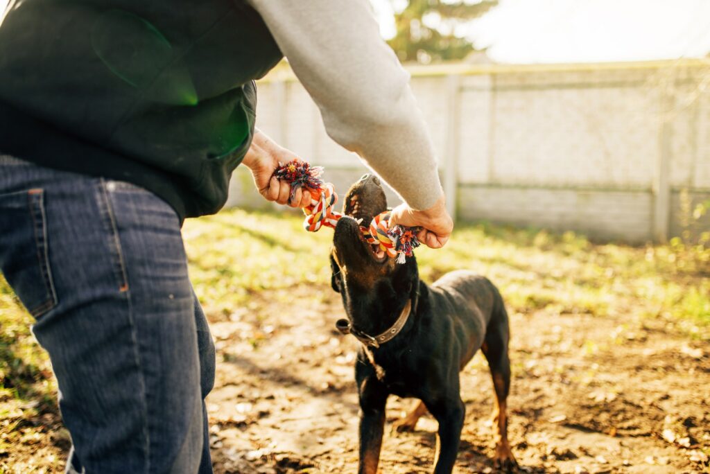 Cynologist works with service dog outside
