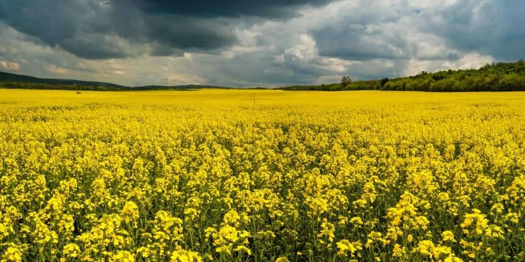 Field before storm