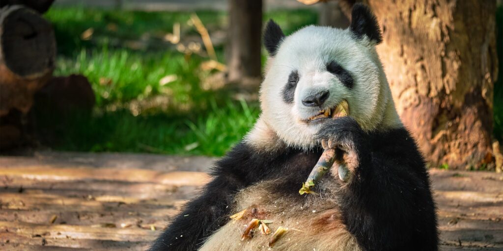 Giant panda bear in China