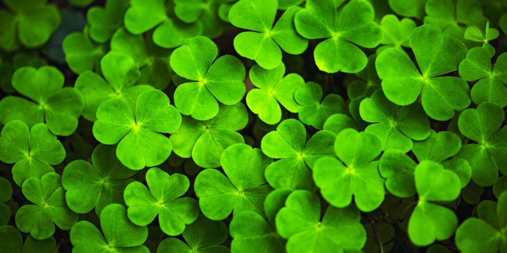 Green clover leaves close up