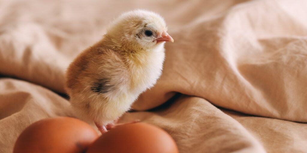 chicken and egg