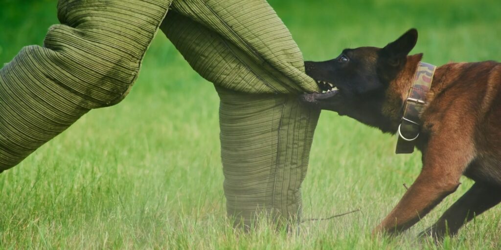 The man is trying to stay stable despite of the dog's biting