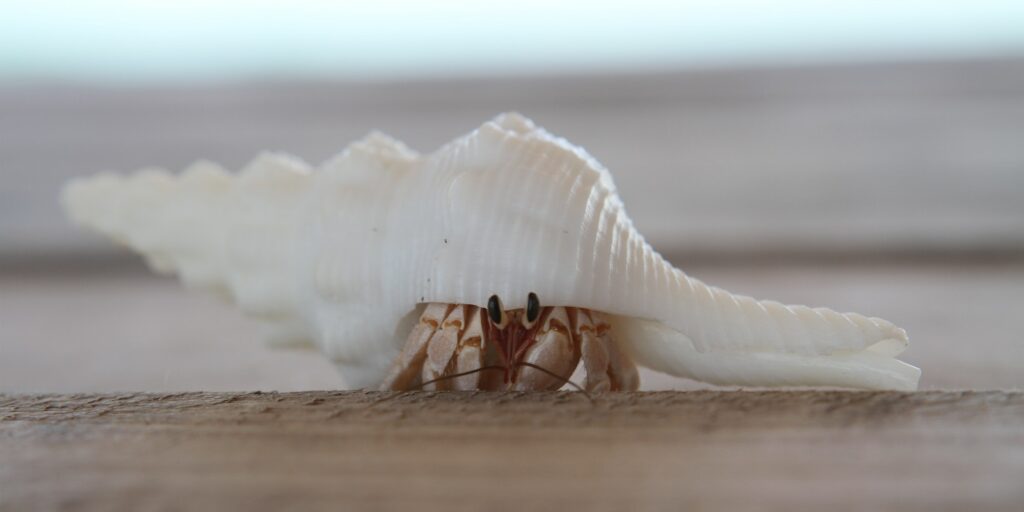 Closeup of a hermit crab on a wooden surface on the beach, Maldives