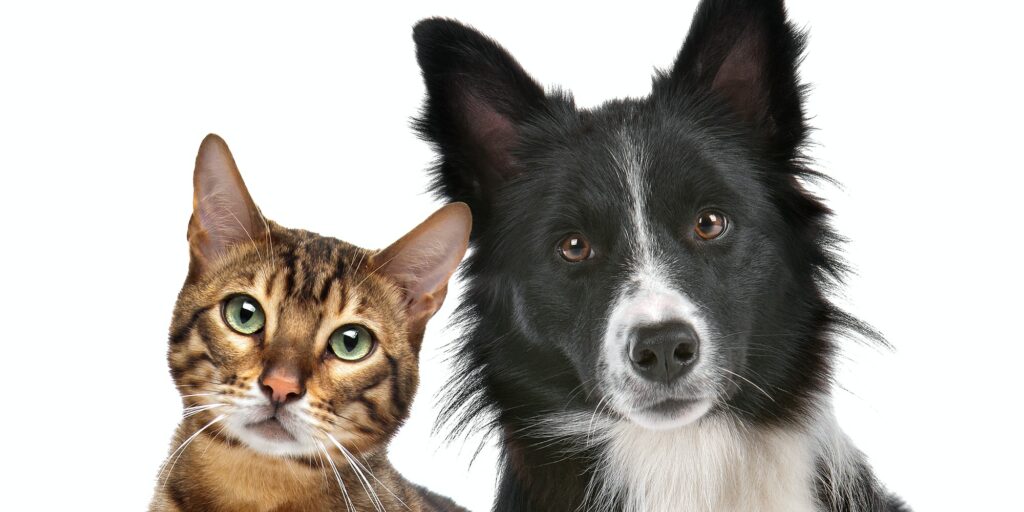 Close up portrait of dog and cat
