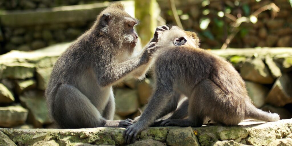 Two monkeys
