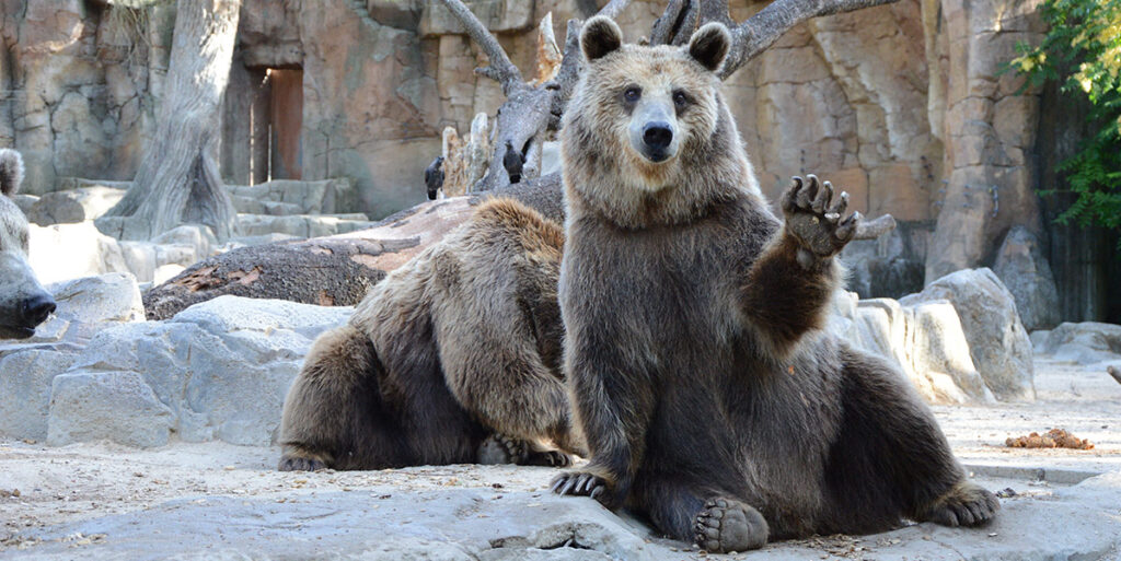 beer dierentuin