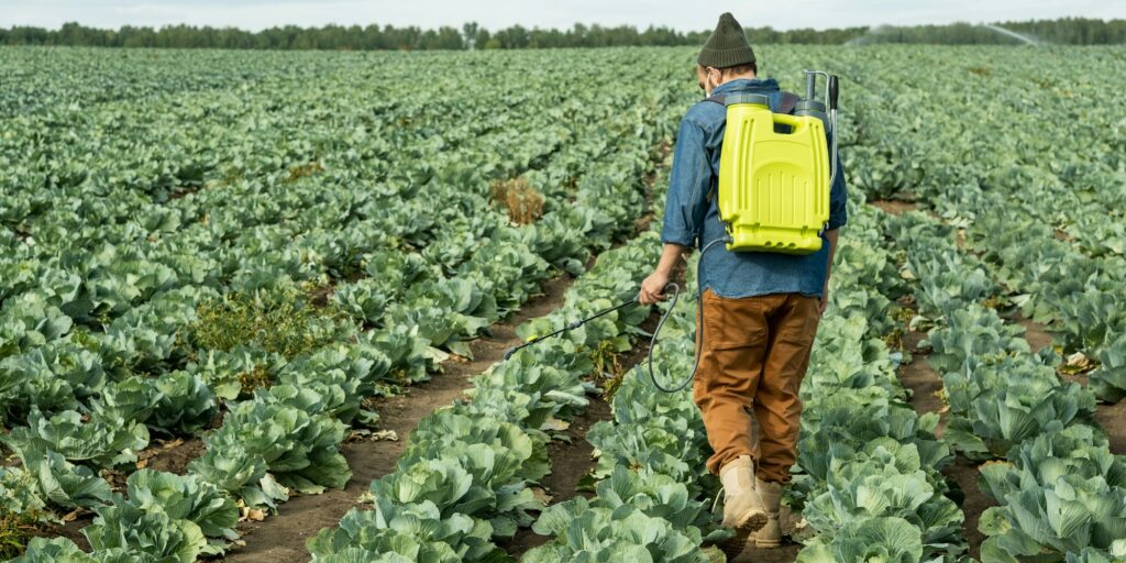 Protecting Cabbages From Pests And Weeds