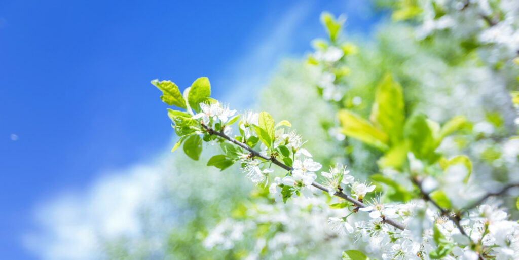 Cherry blossom in spring