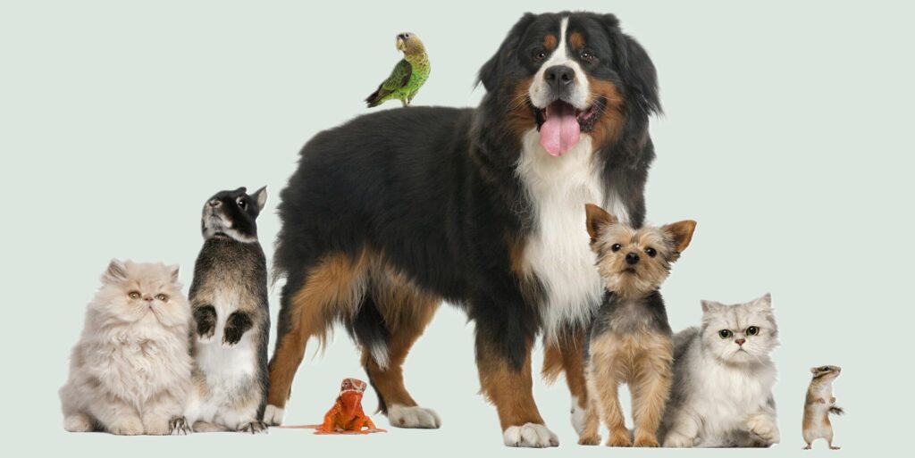 group-of-pets