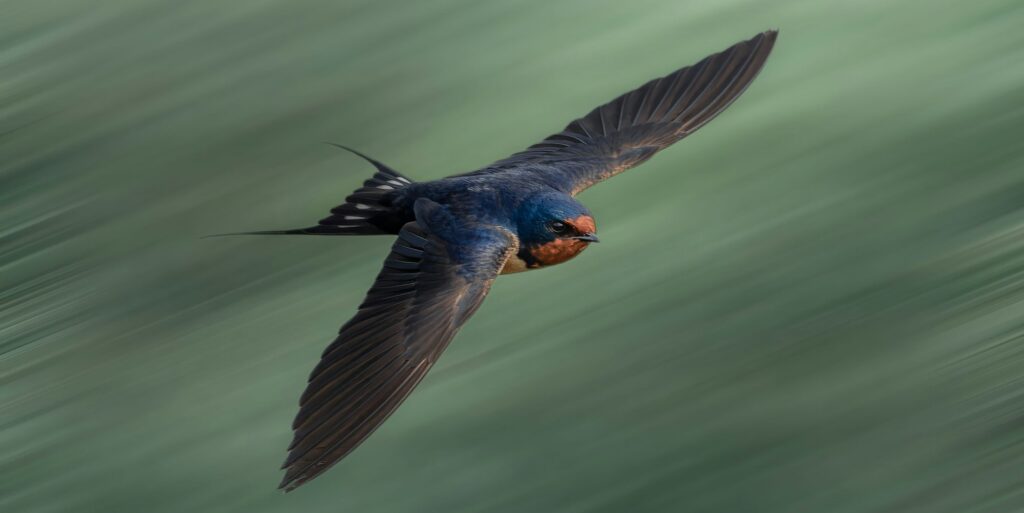 Barn swallow during flight against a motion-blurred background.