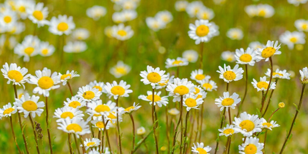 Flowers in spring