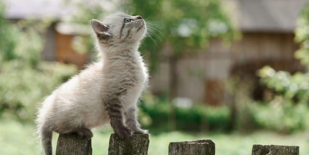 kitten