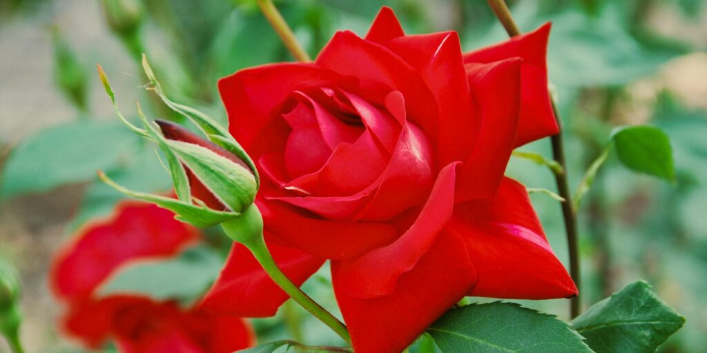 Red rose