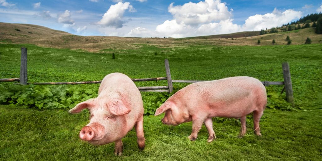 Cute pigs grazing at summer meadow at mountains pasturage