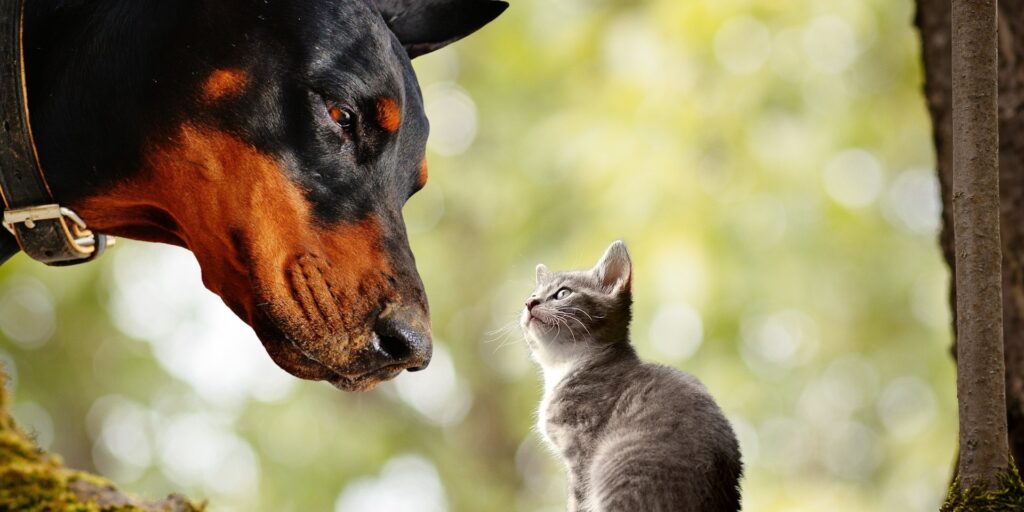 big vs small