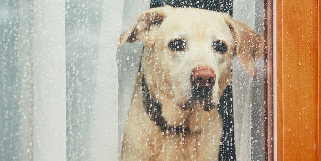 Sad dog waiting alone at home