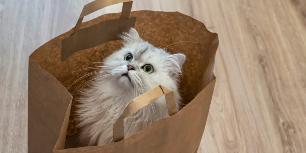 Silver chinchilla cat in a paper shopping bag