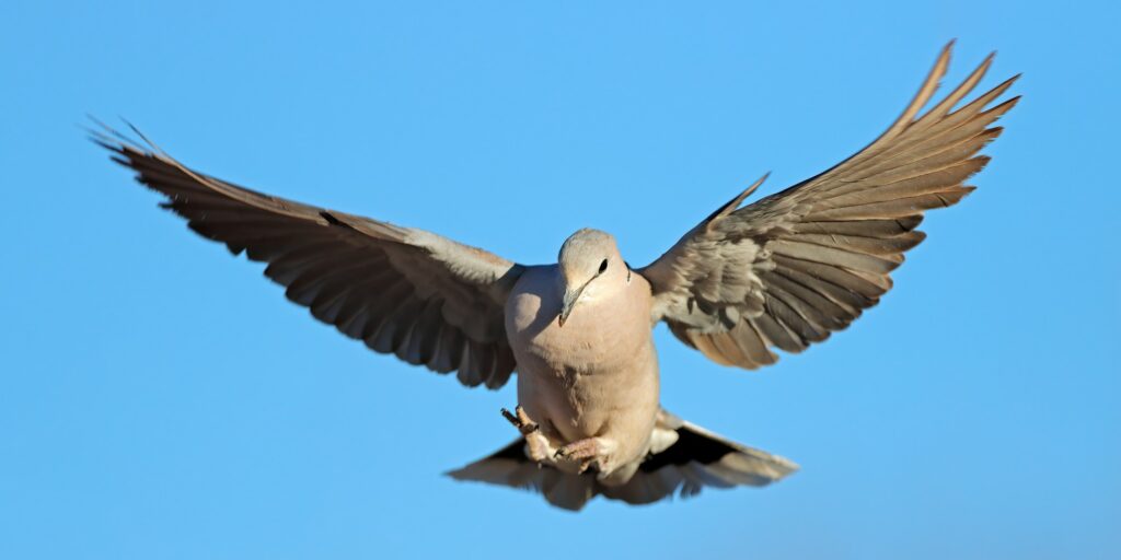 Cape turtle dove in flight