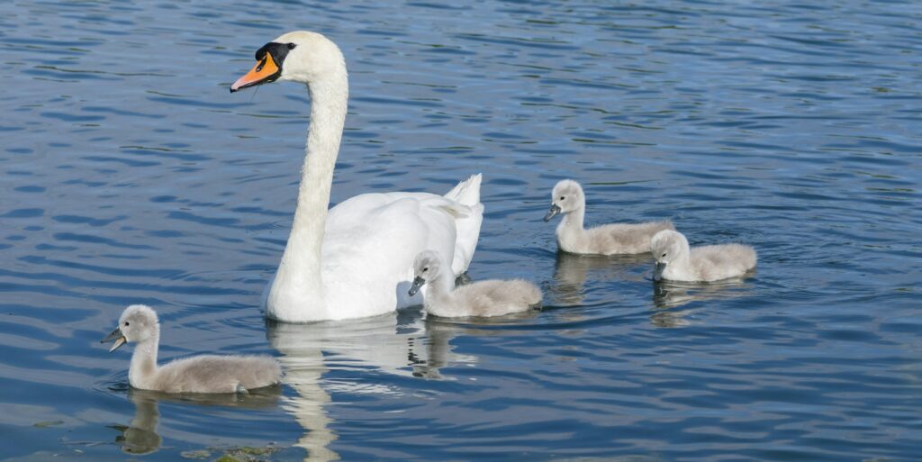 Parent swan with offspring