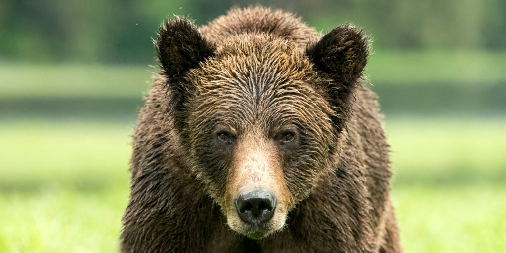 Closeup of a Grizzly Bear in the Khutzeymateen Grizzly Bear Sanctuary, Canada