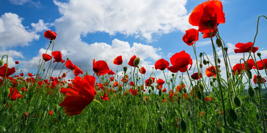 the poppies field