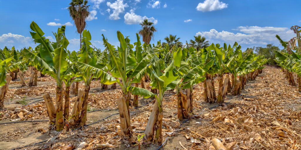 Banana plantation on Cyprus island