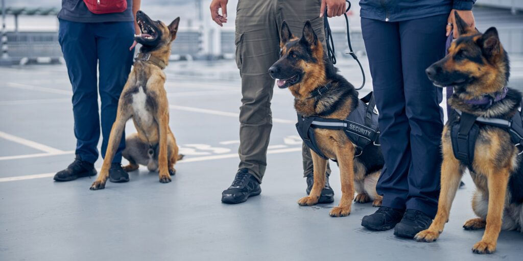 Customs officers standing on the street with dogs