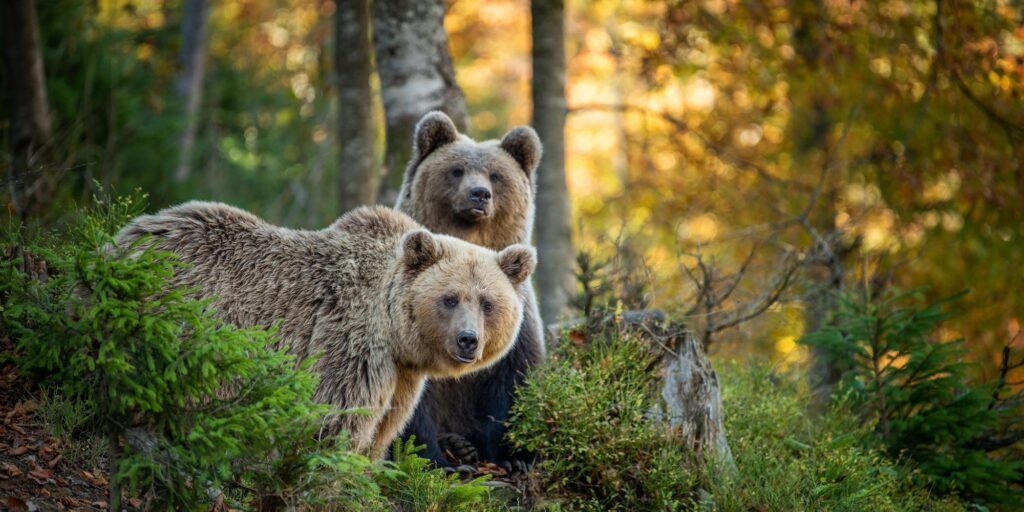 Brown bear in autumn forest