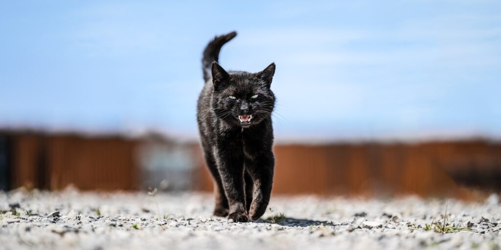 a beautiful black cat is walking and meowing in his yard