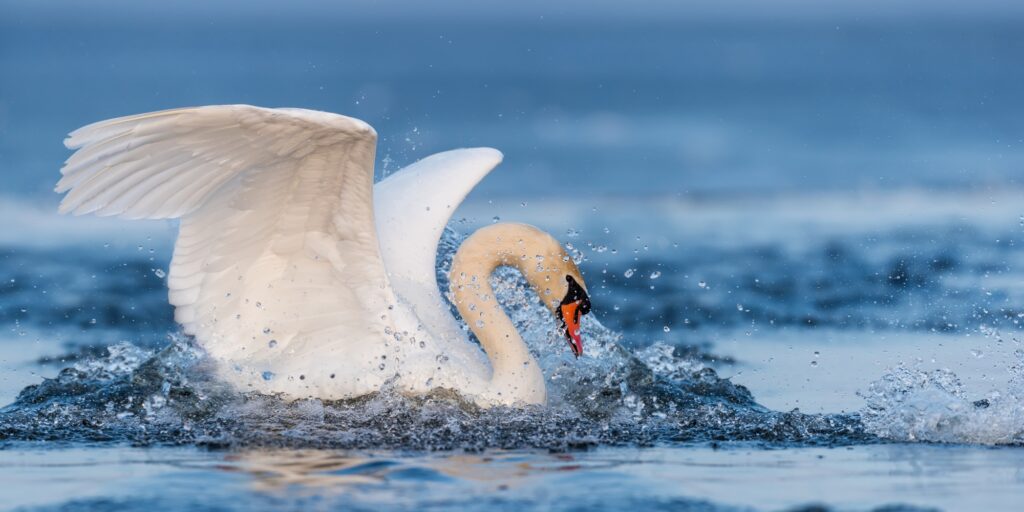 Mute swan flapping wings