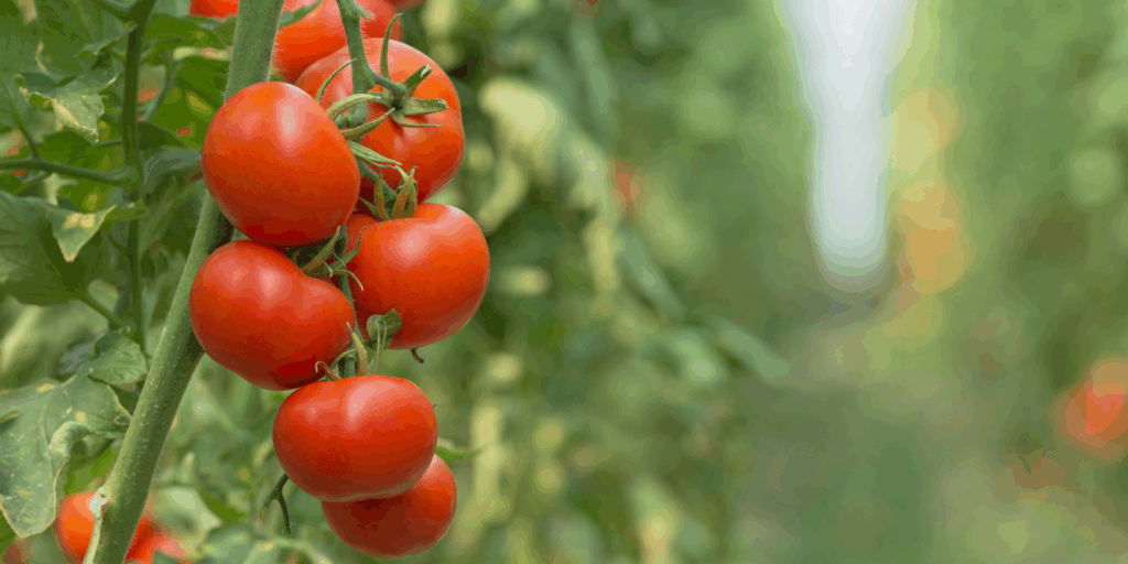 Tomatenplanten- Canva