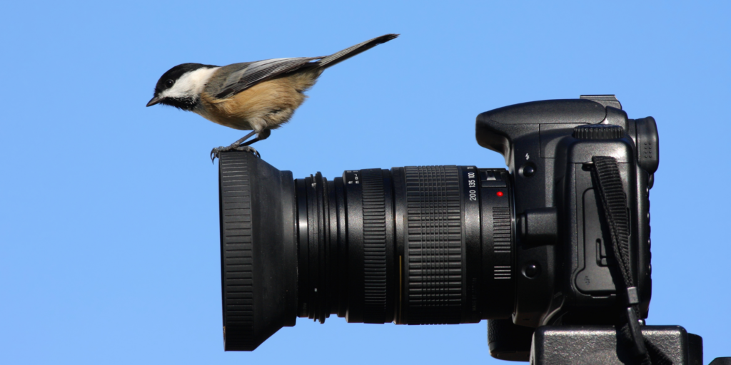Vogeltje camera_Canva