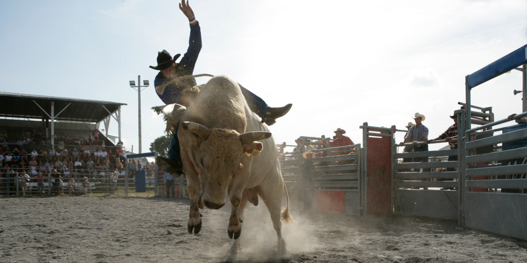 Cowboys - Canva