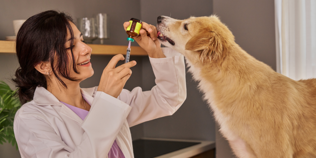 Dog - vaccine - Canva