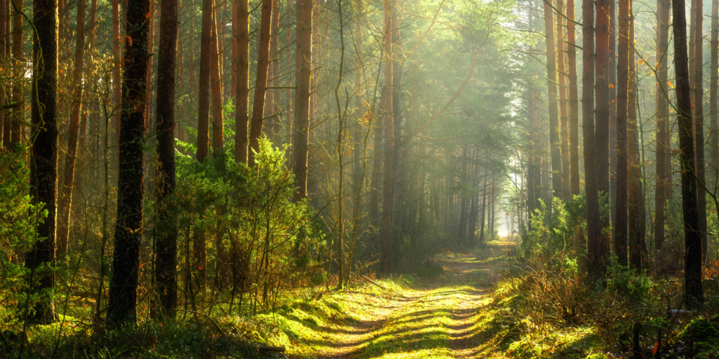 Lente bos- Canva